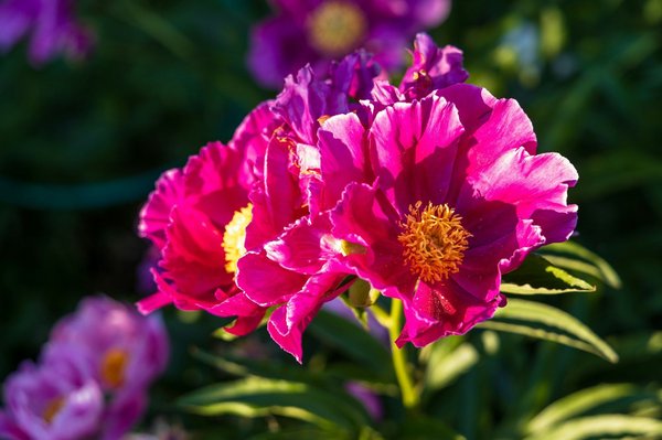 Prix assainissement individuel écologique : ce qu'il faut savoir